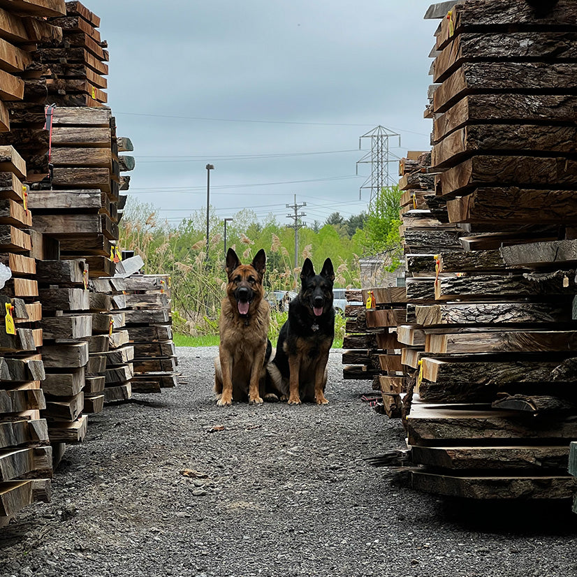 German shepherds Hawk and Kane next to wood slabs