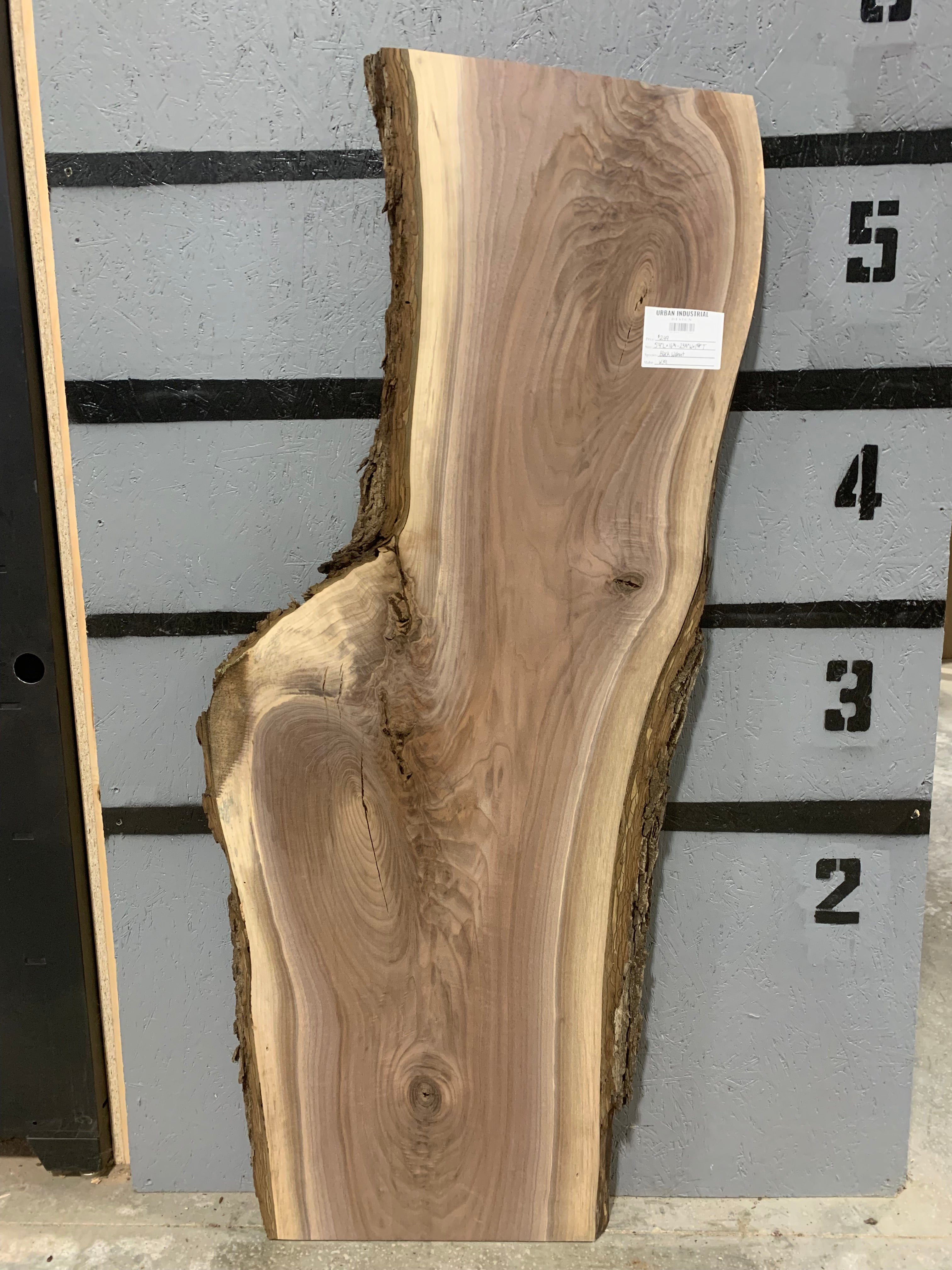 Black Walnut Slab | W391