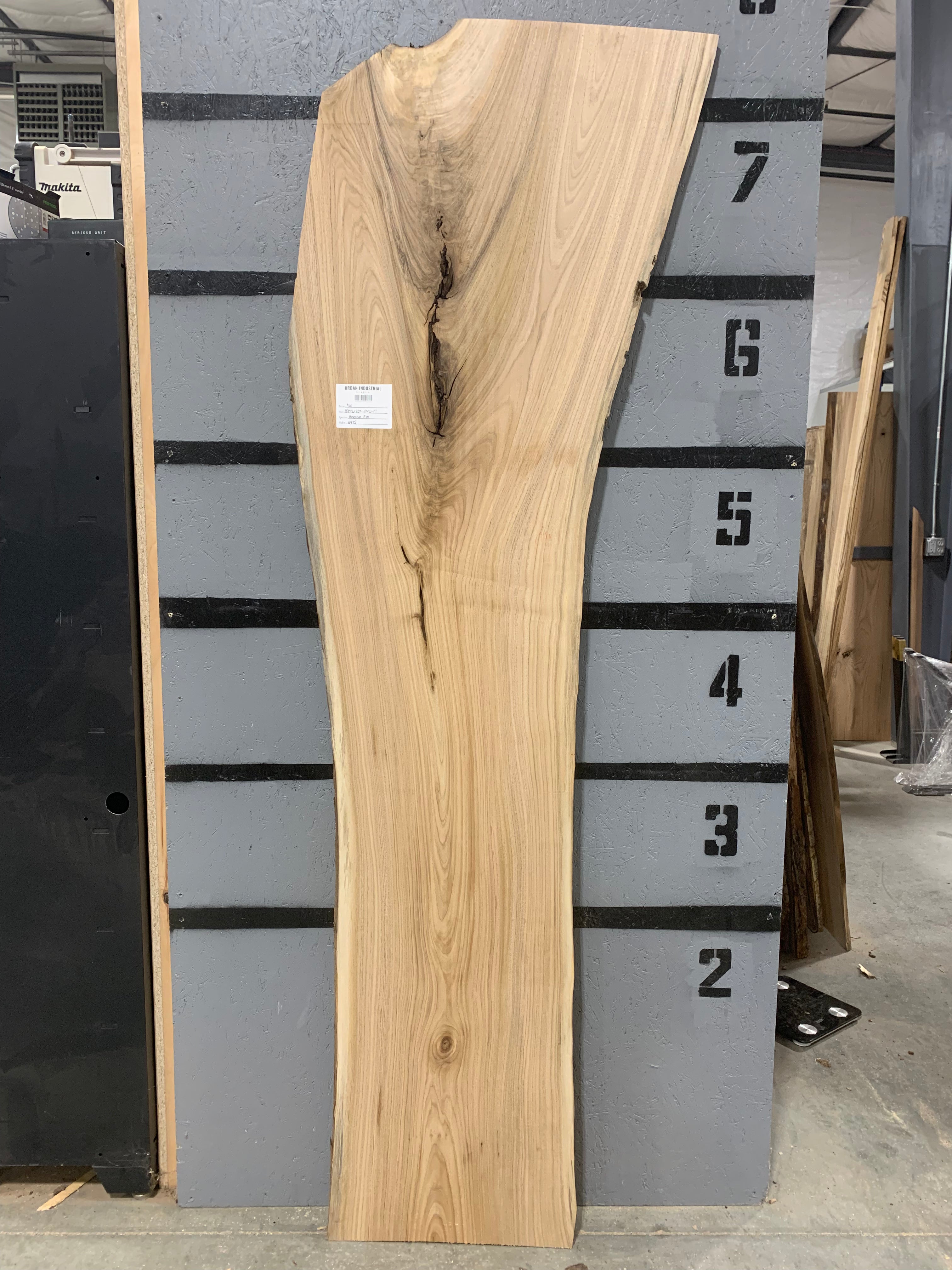 American Elm Slab | W475