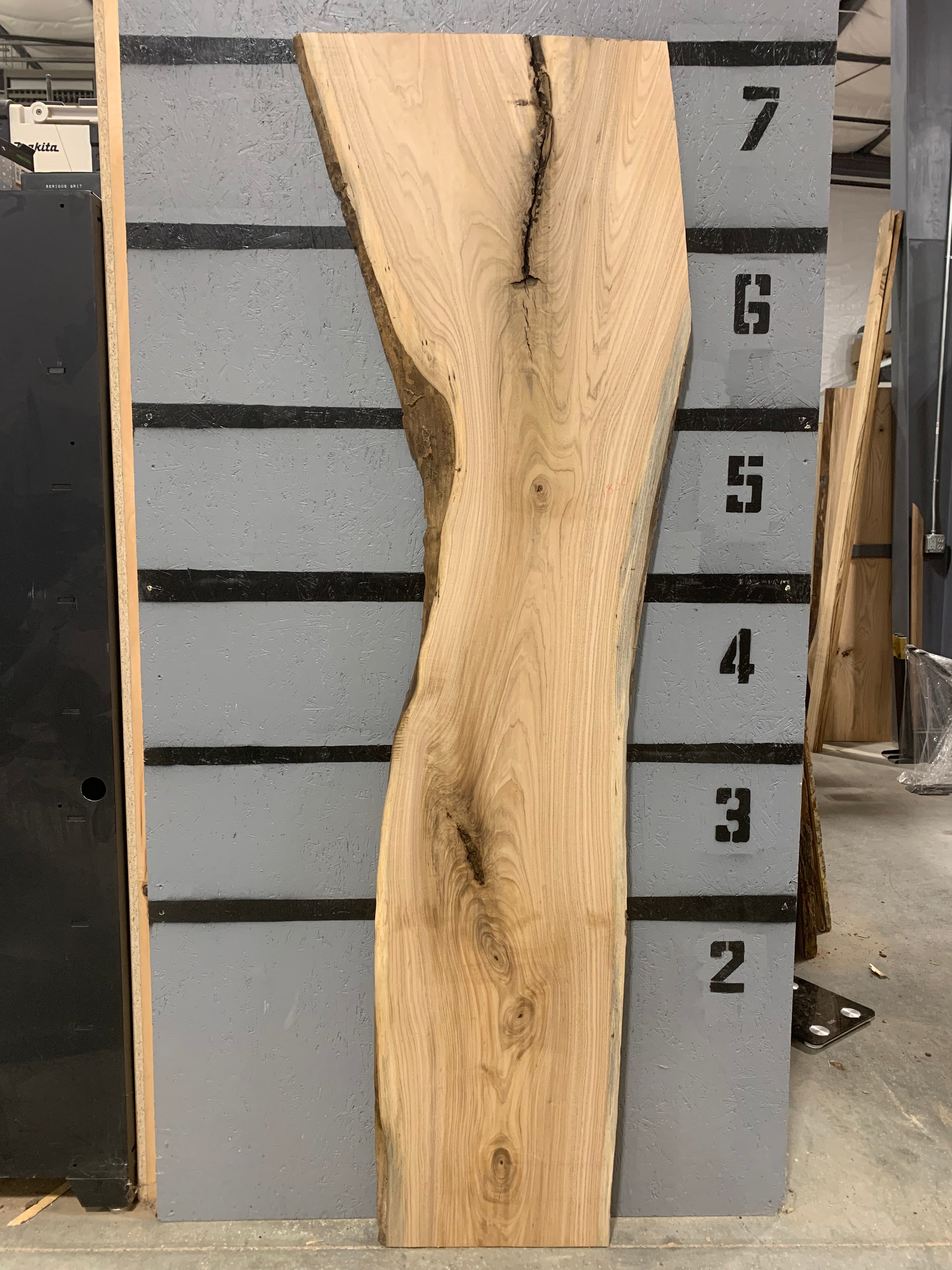 American Elm Slab | W476