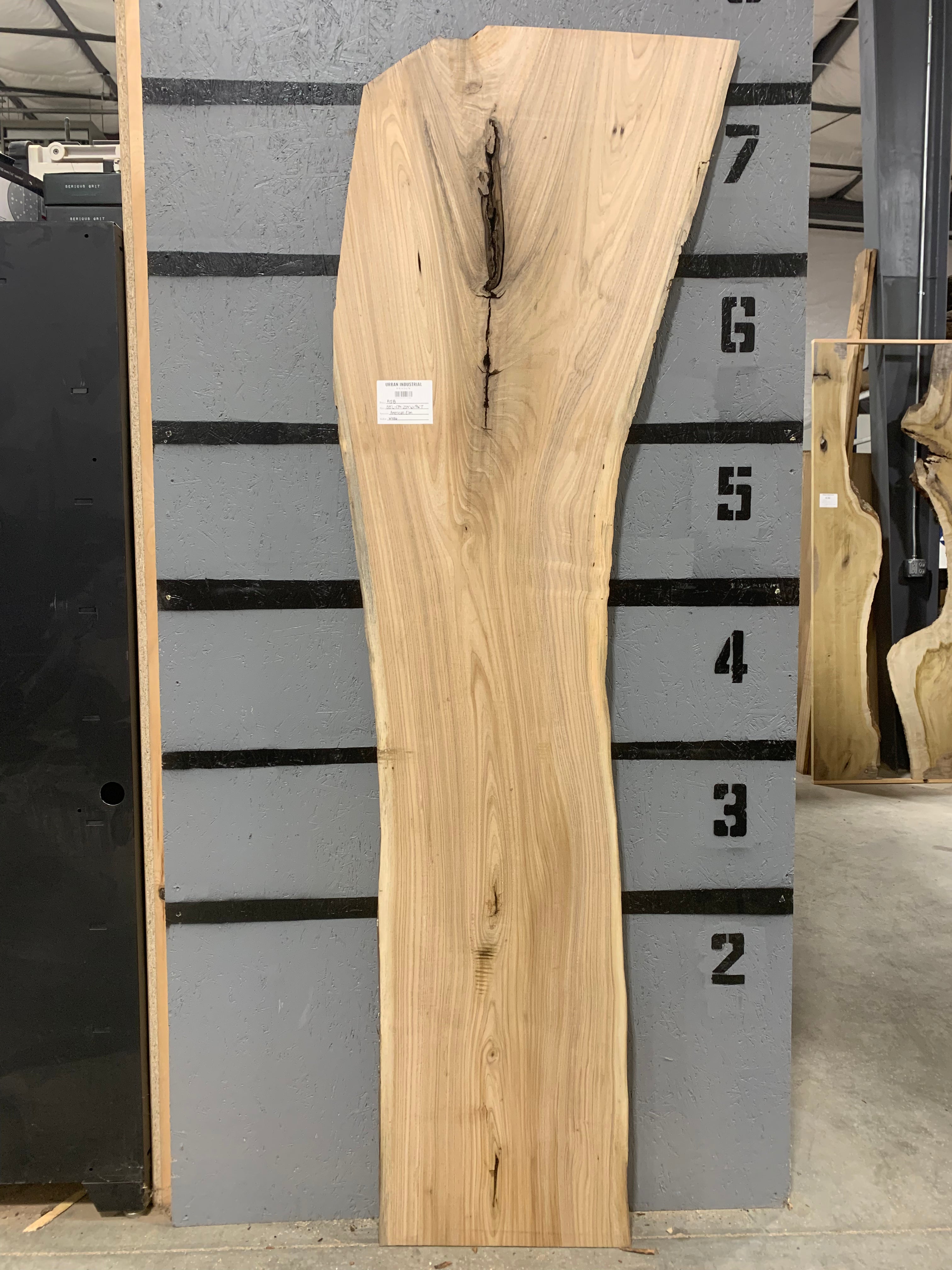 American Elm Slab | W486