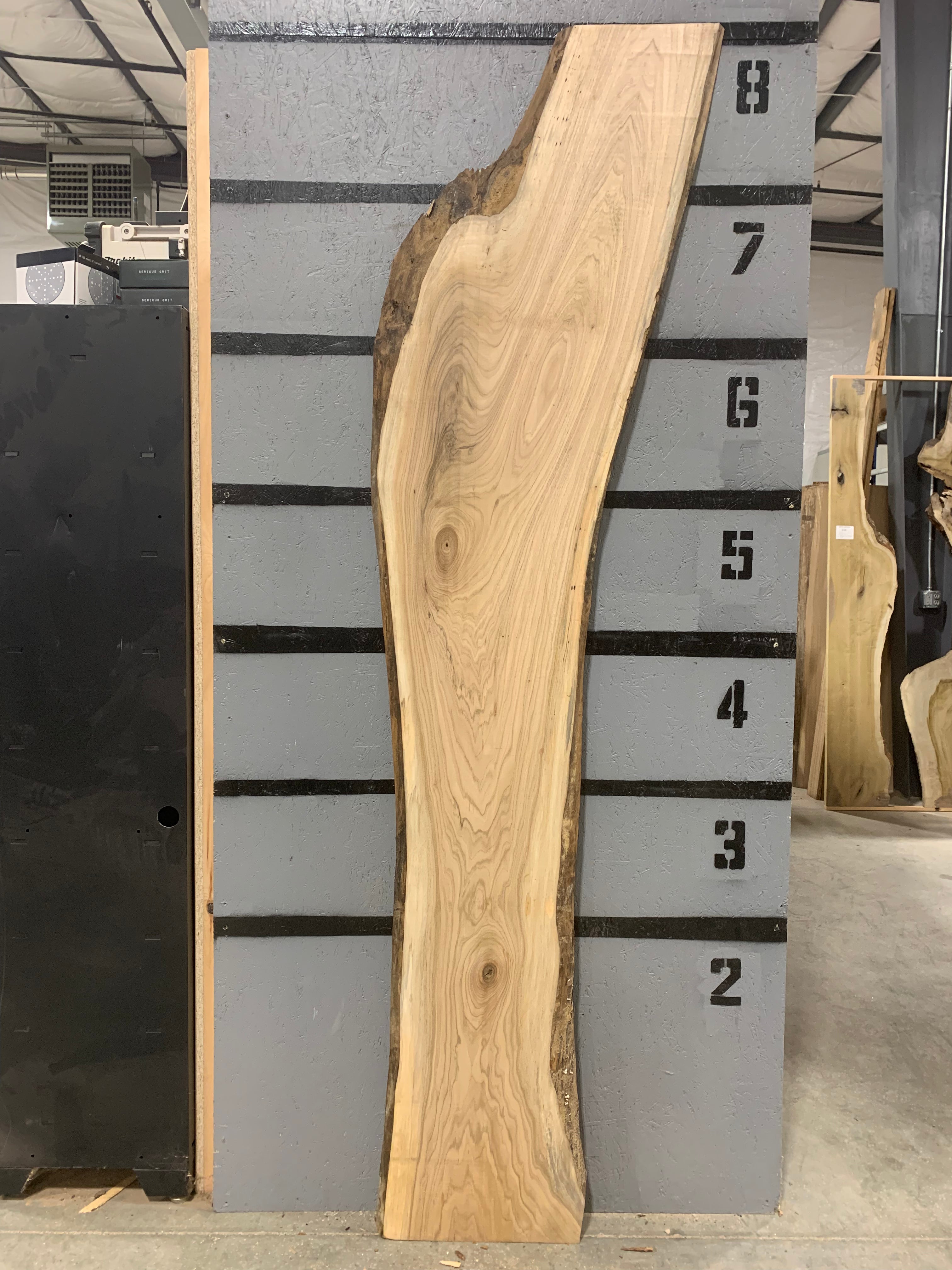 American Elm Slab | W487