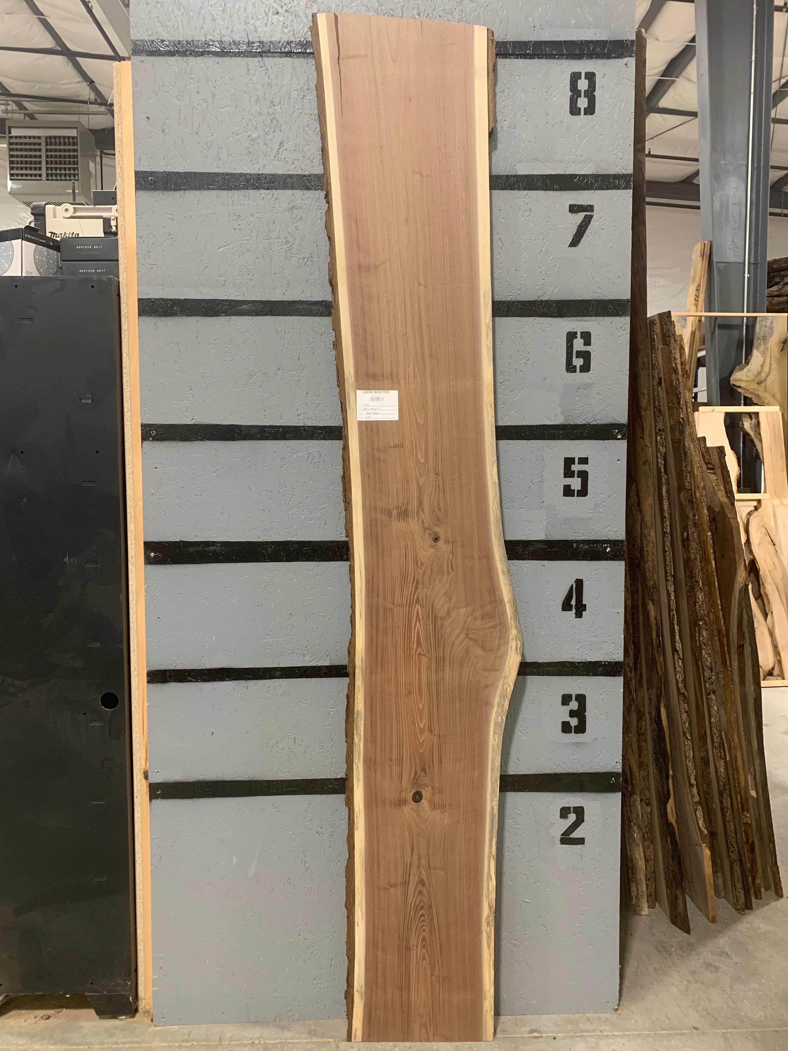 Black Walnut Slab | W494