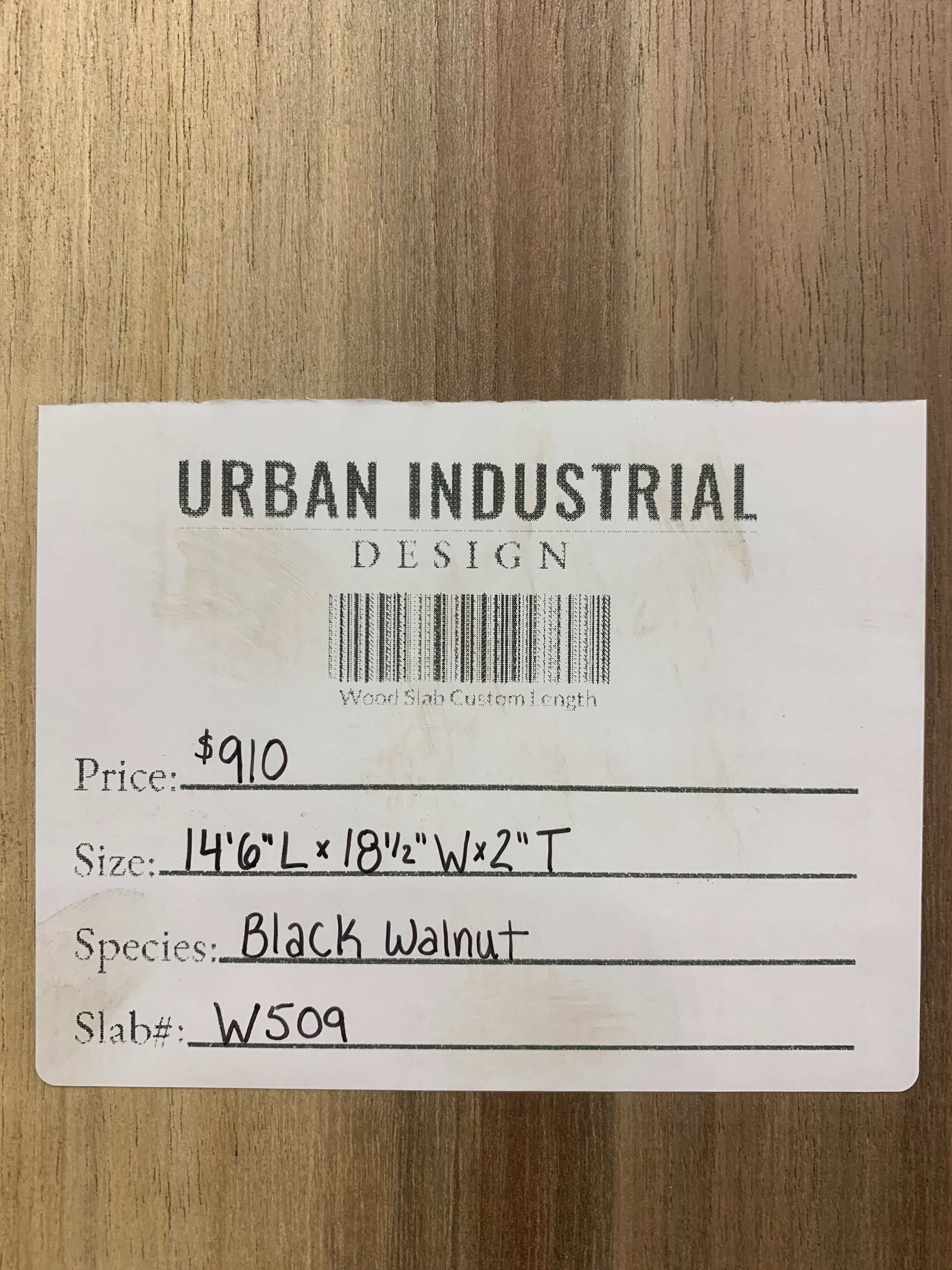 Black Walnut Slab | W509