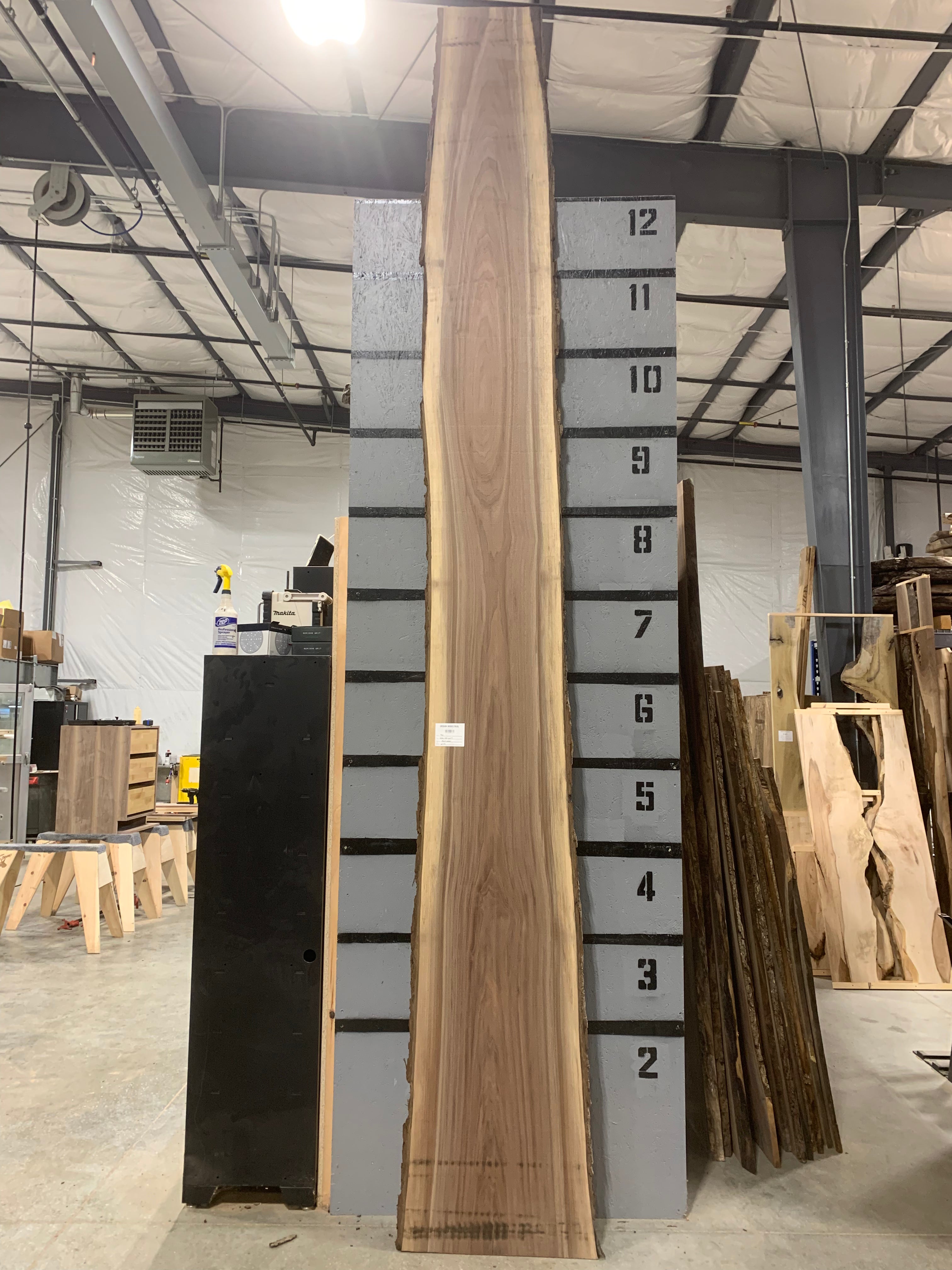 Black Walnut Slab | W509