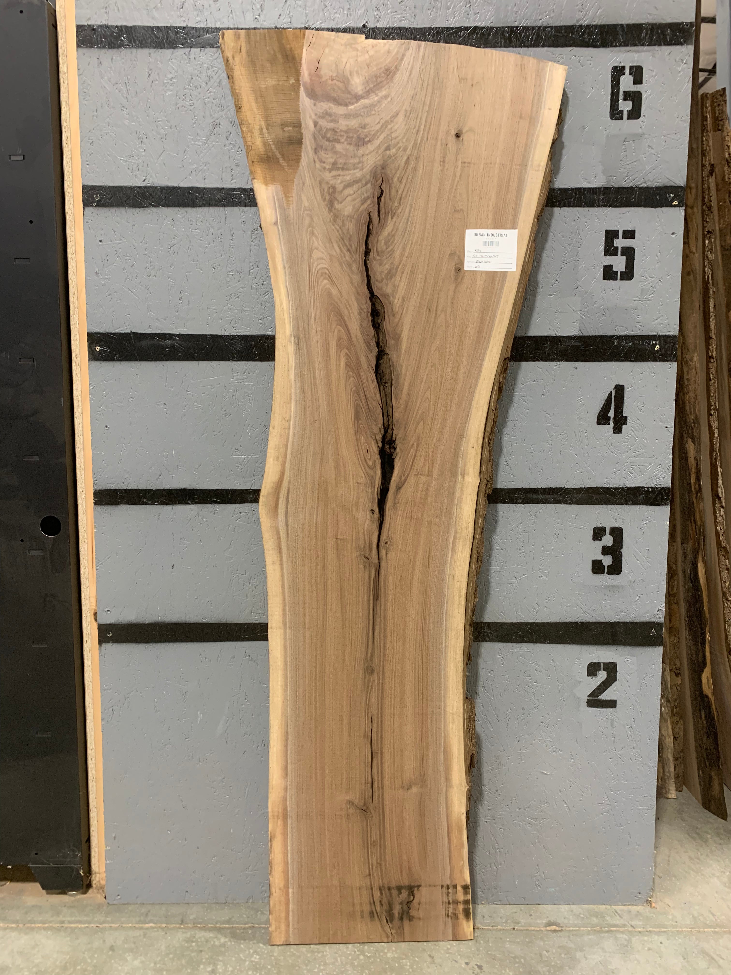 Black Walnut Slab | W511
