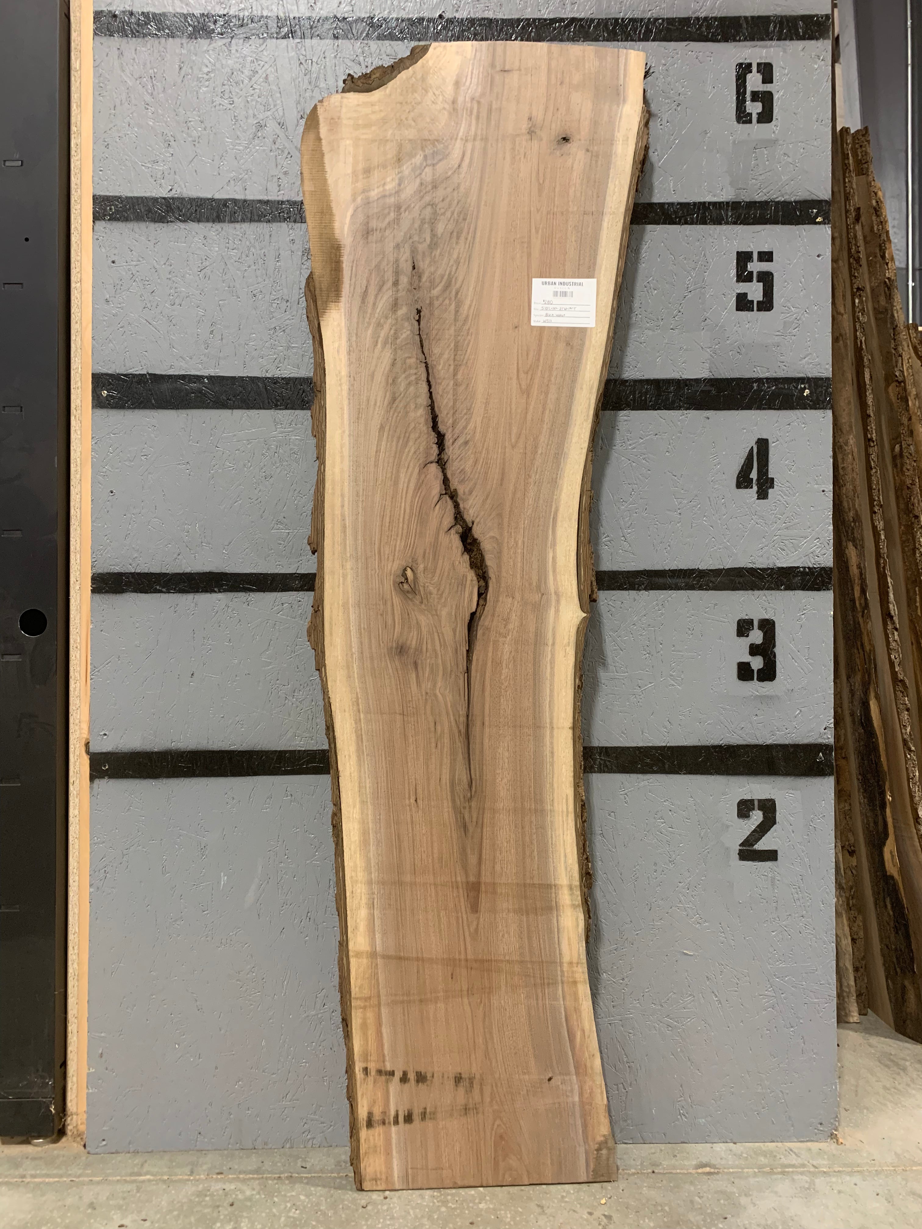 Black Walnut Slab | W513