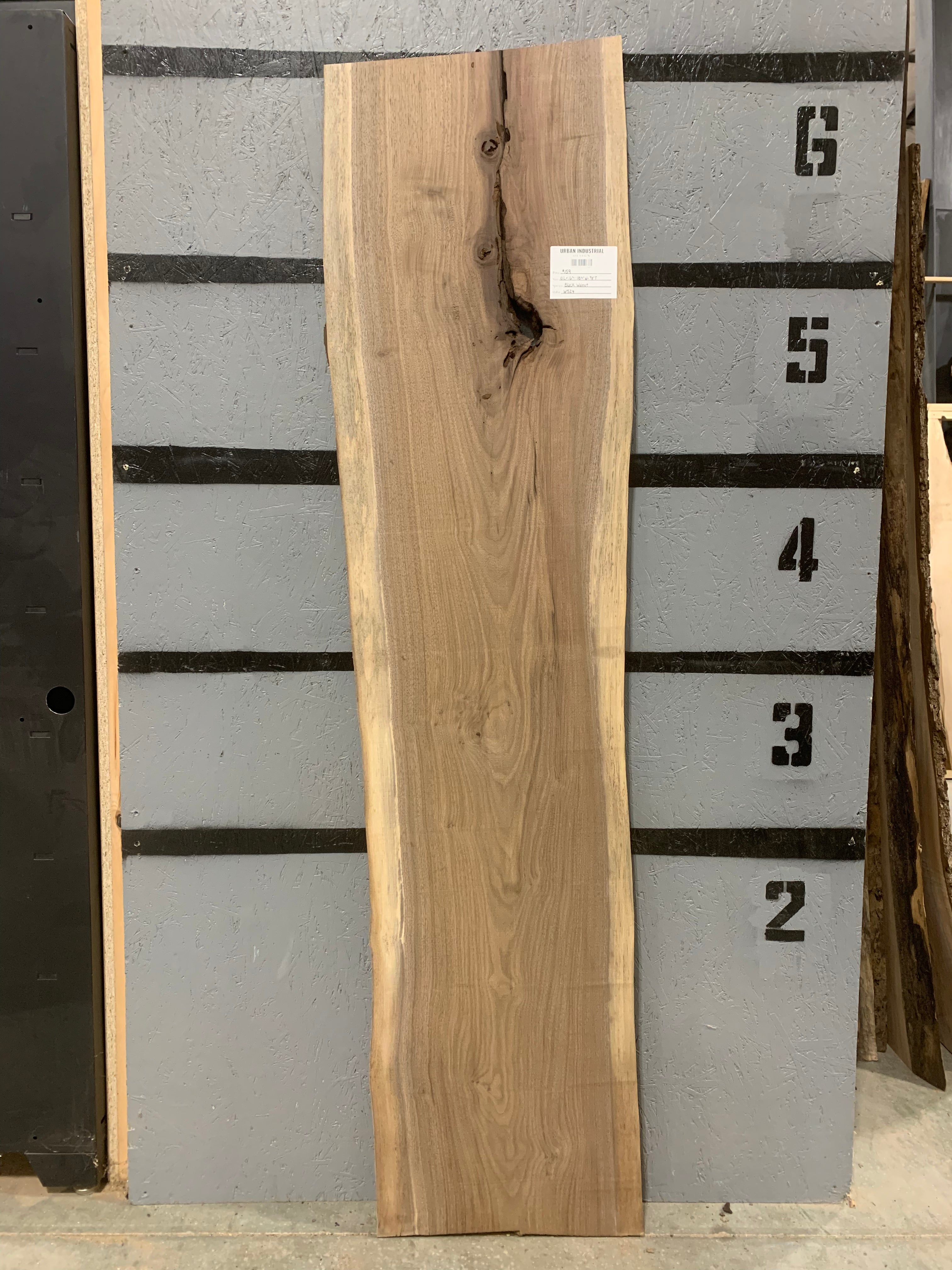 Black Walnut Slab | W524