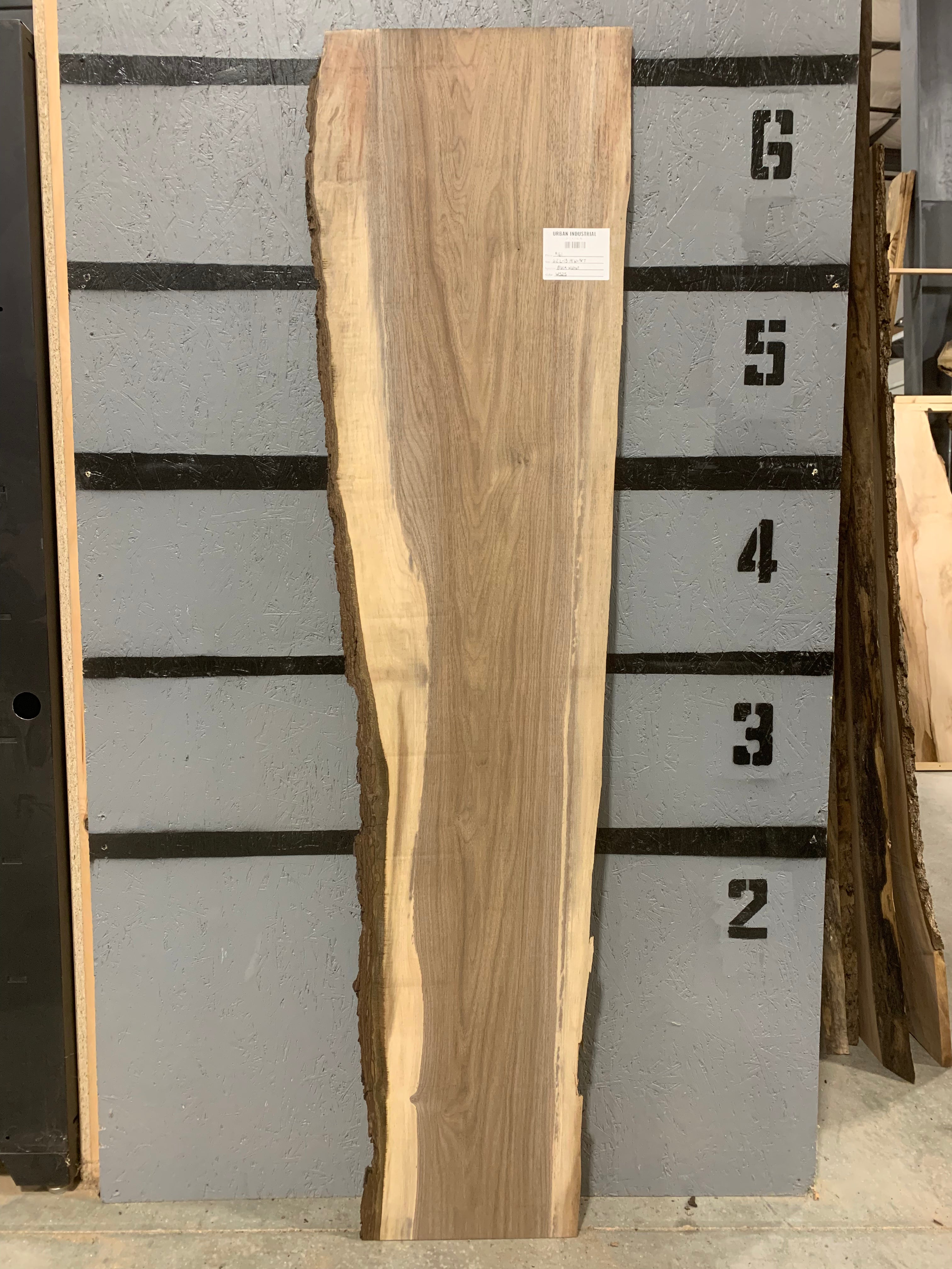 Black Walnut Slab | W525