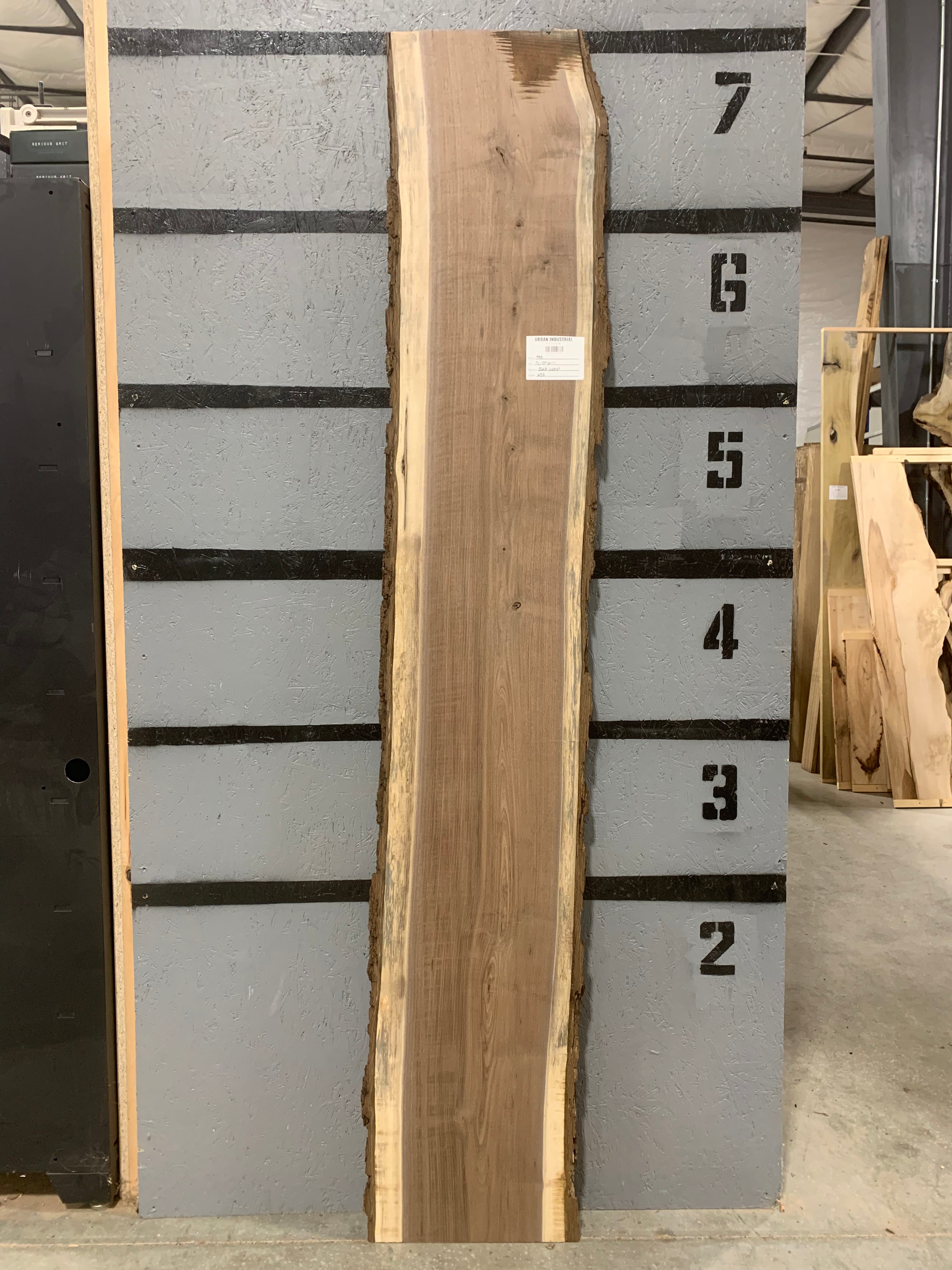 Black Walnut Slab | W531