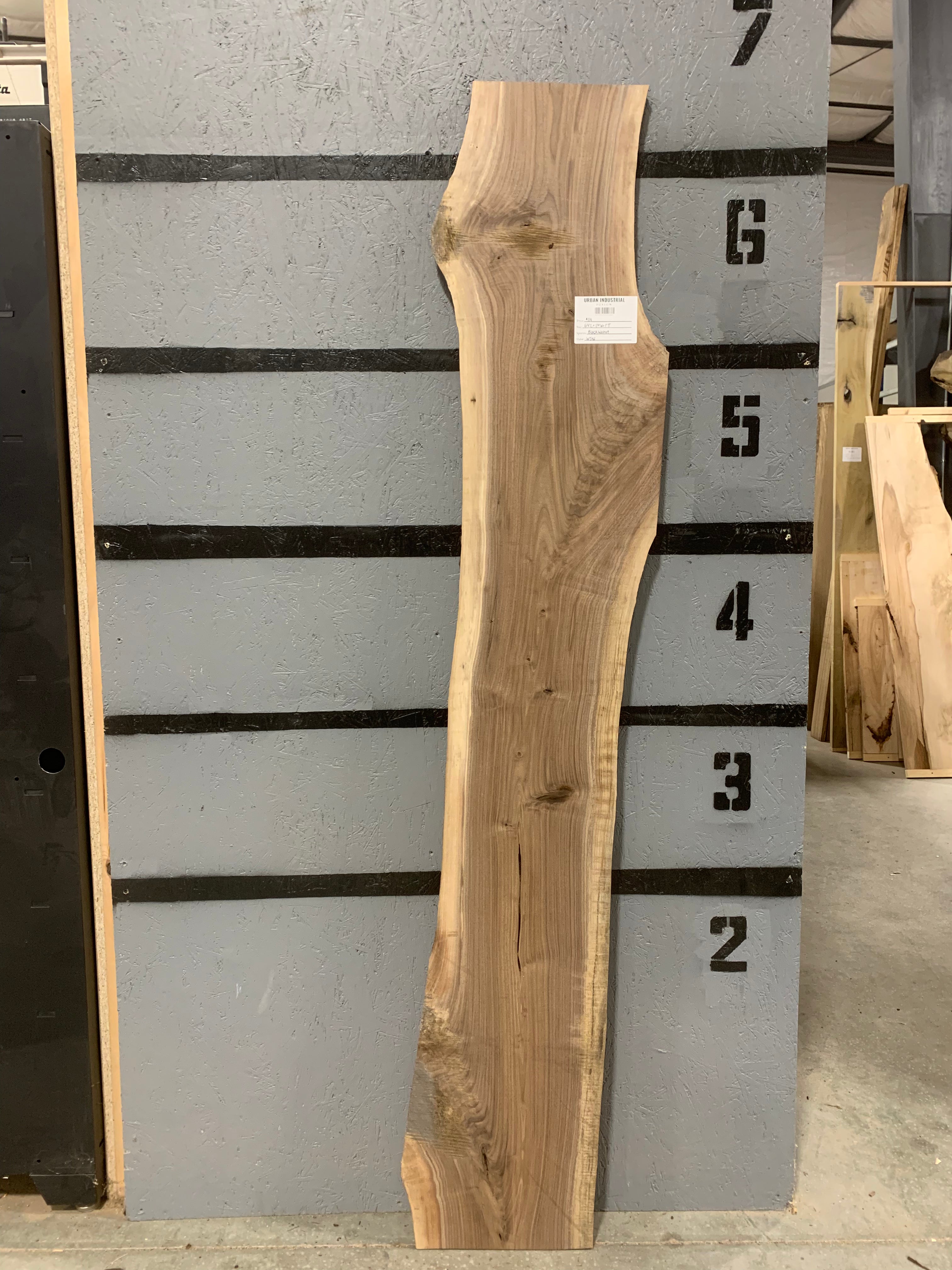 Black Walnut Slab | W542