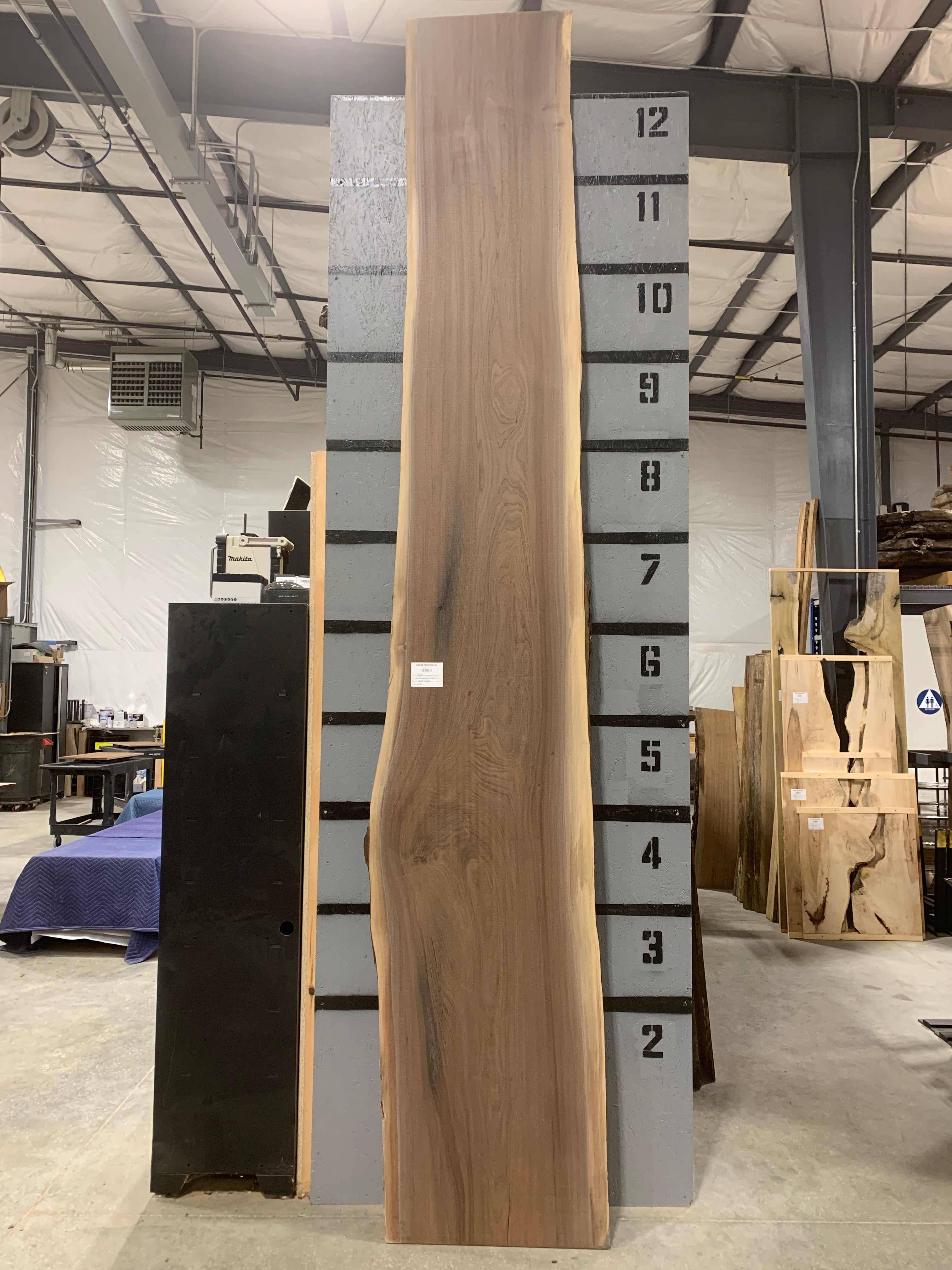 Black Walnut Slab | W575