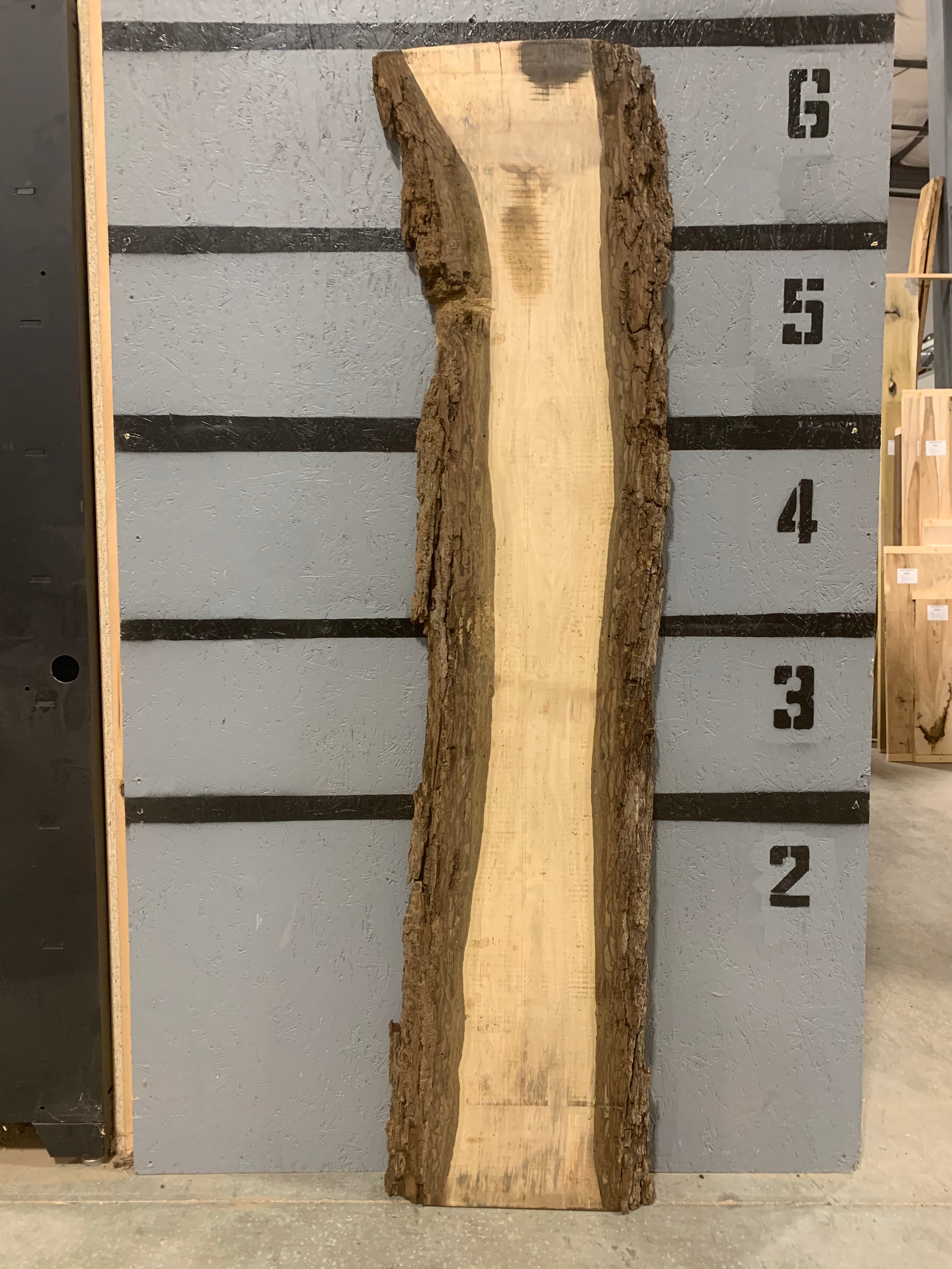 Black Walnut Slab | W595