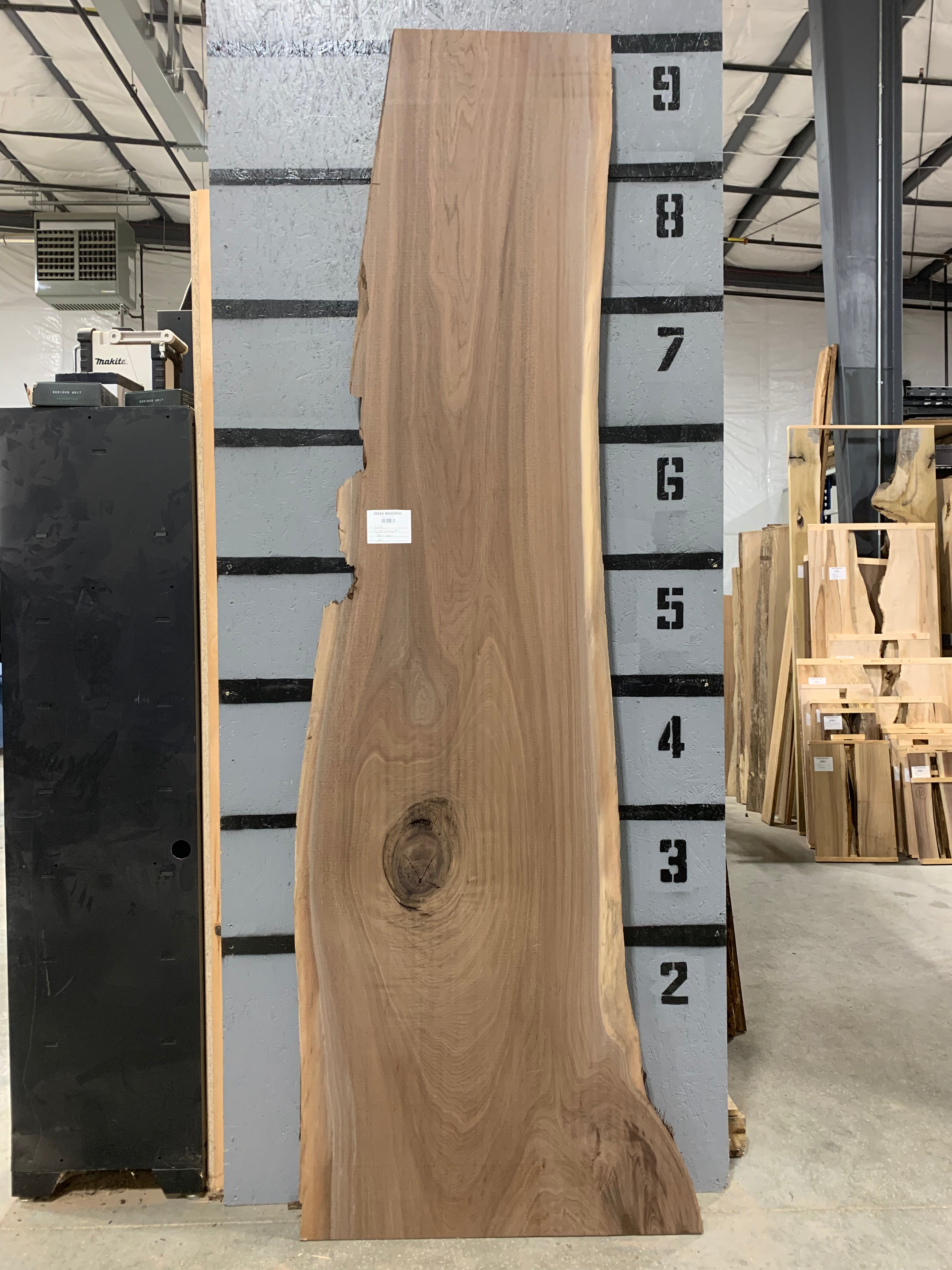 Black Walnut Slab | W613