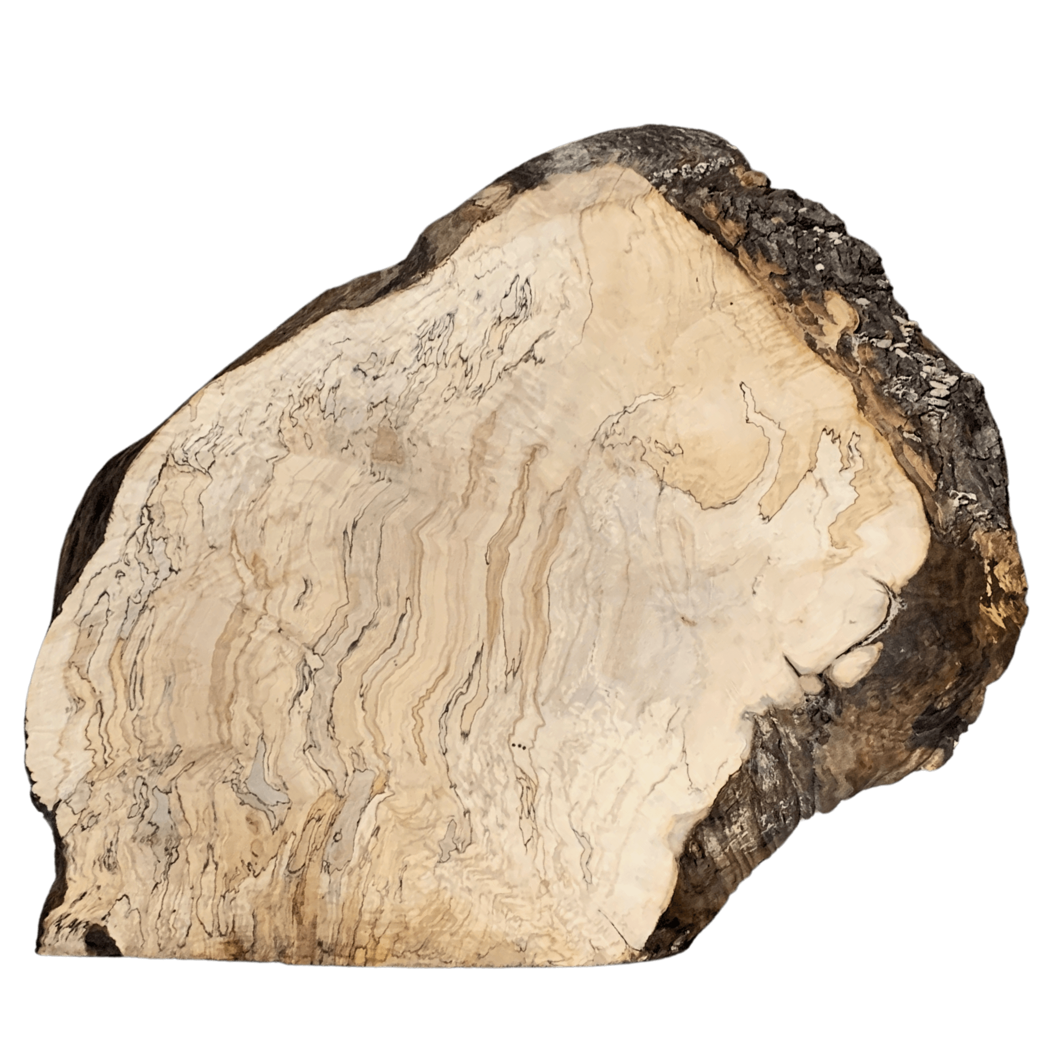 Spalted maple burl slab against a white backdrop.