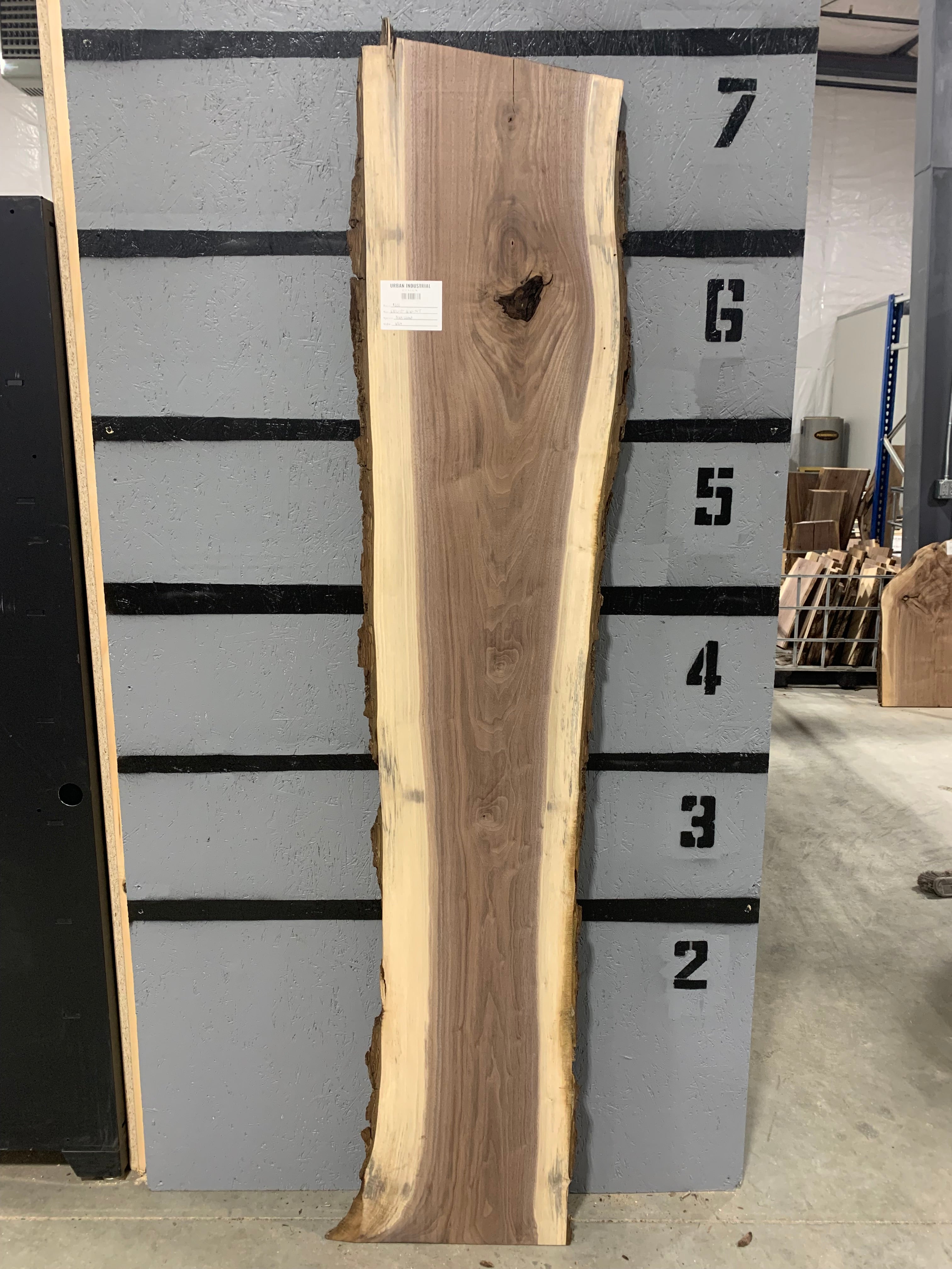 Black Walnut Slab | W164