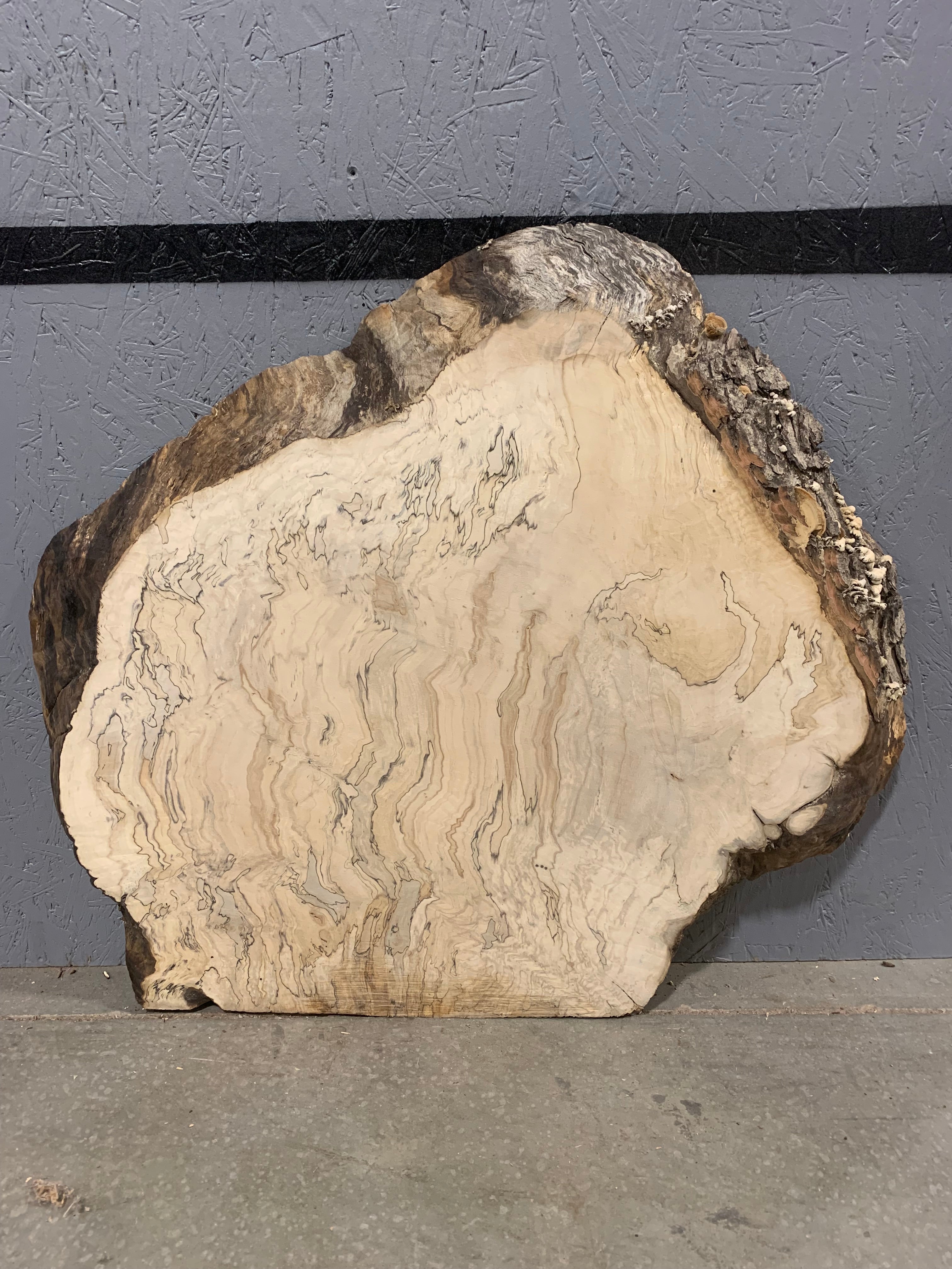 Spalted Maple Slab - Burl | W307