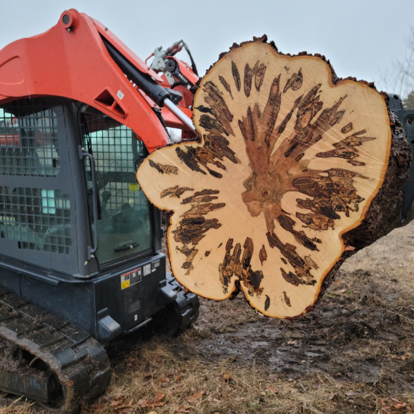 Milling a large black walnut tree. Forklift holding up truck of walnut tree.